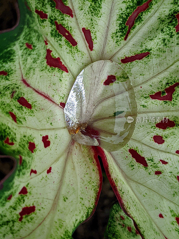 观赏植物(Caladium Gingerland)在印度尼西亚通常被称为Caladium Wayang Corong。抓住水滴